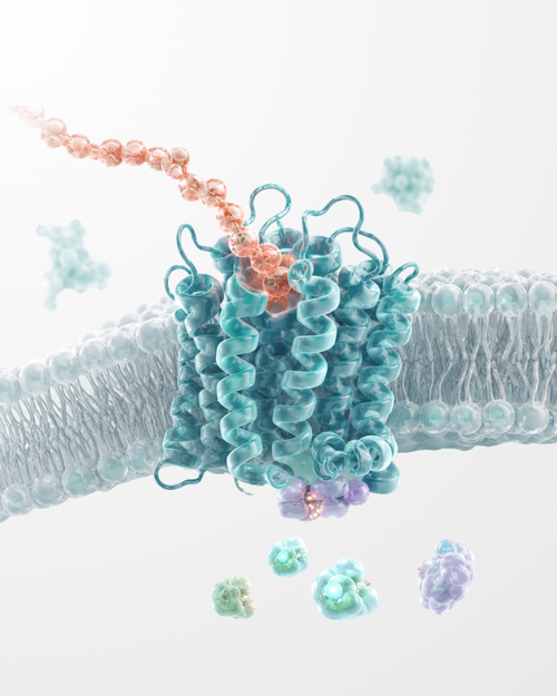 A 3D molecular model of a transmembrane protein, featuring a central teal beta-barrel structure with an orange-pink ligand binding at the top and several small teal and purple ligand molecules floating around it on a clean white background.