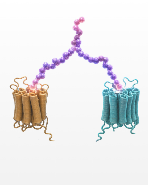 A 3D molecular model of a protein, likely a receptor or enzyme, featuring two multi-helix domains in tan and teal, connected by a long chain of purple and pink beads on a plain white background.